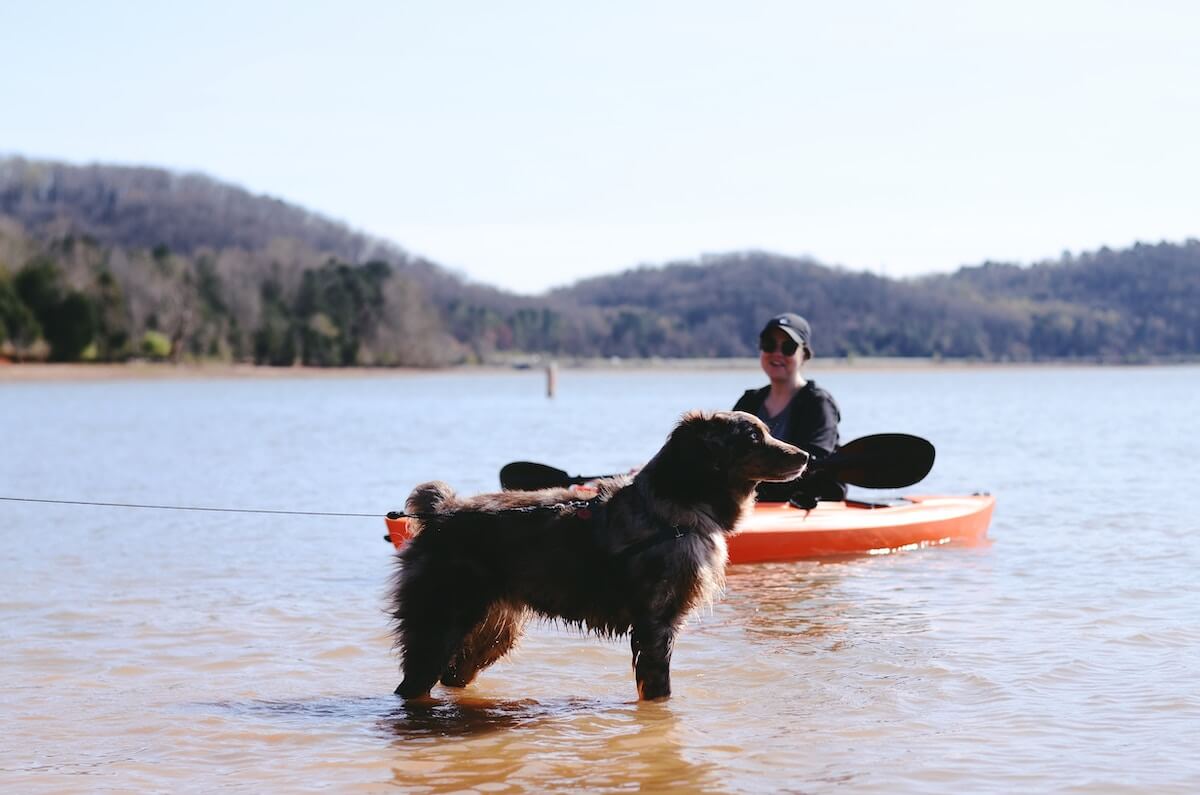 dog by the lake with kayak in water