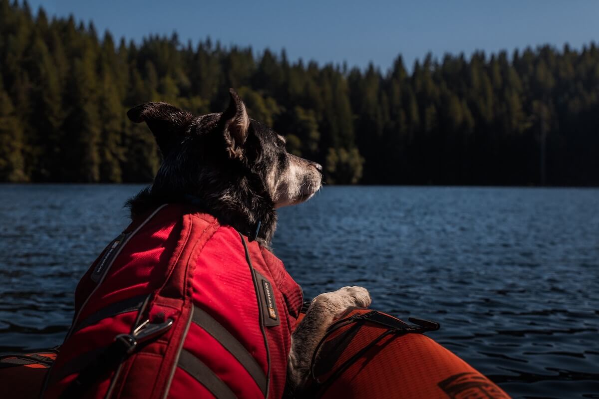 dog in kayak looking over lake